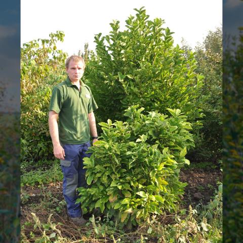 Magnolia liliiflora 'Susan' Magnolia liliiflora 'Susan'